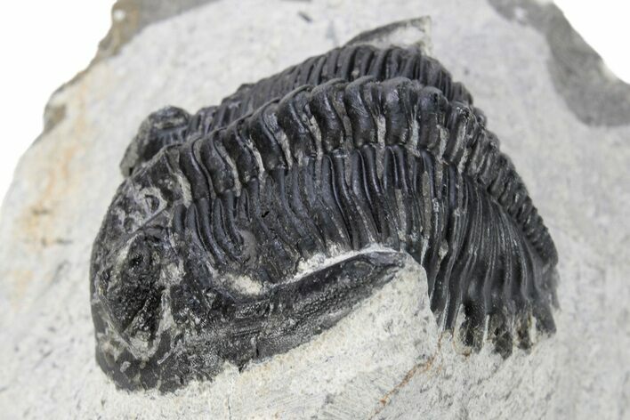 Bargain, Hollardops Trilobite -Ofaten, Morocco #271537